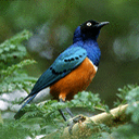 Pajarito 2